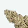 fleur-cbd-oz-sauvage-s2 OZ sauvage
