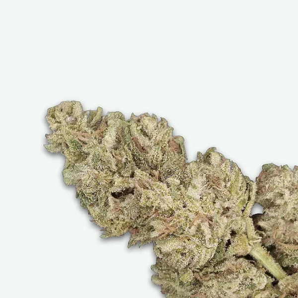 fleur-cbd-oz-sauvage-s2 OZ sauvage