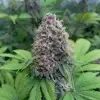Deep skunk