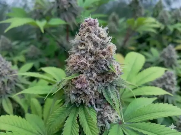 Deep skunk