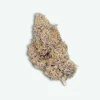 fleur-cbd-orange-fritter-indoor-S1 Orange fritter