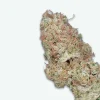 fleur-cbd-tropical-fruit-scoop-s2 Tropical fruit scoop